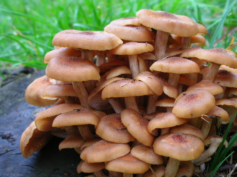 Armillaria tabescens